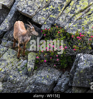 junger Steinbock auf Felsenvorsprung in den Berner Alpen Stock Photo