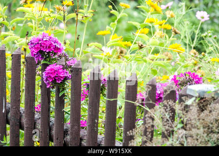 Colorful garden fence, old wooden fence, violet phlox flowers august, rural garden Stock Photo