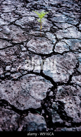 Soil drought cracked and dry. World Environment Day. Save earth save life. Natural background and texture Stock Photo