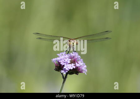 Common Darter Dragonfly - female on Verbena Flower Sympetrum striolatum Essex, UK IN001212 Stock Photo