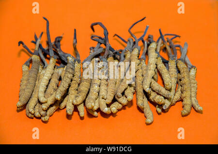 --FILE--Parasitic fungus, Cordyceps sinensis, is for sale at a TCM (traditional Chinese medicine) wholesale market in Shenzhen city, south Chinas guan Stock Photo