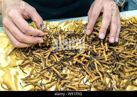 --FILE--A seller shows parasitic fungus, Cordyceps sinensis, at a TCM (traditional Chinese medicine) wholesale market in Shenzhen city, south Chinas g Stock Photo