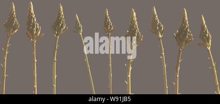 Vector illustration set of nine aloe flowers Stock Vector