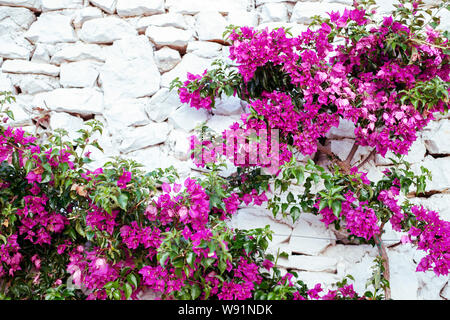 Purple bougenville flowers with white brick background Stock Photo