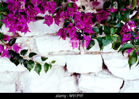 Purple bougenville flowers with white brick background Stock Photo