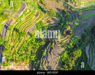 Green cascade rice field plantation at Bali, Indonesia Stock Photo