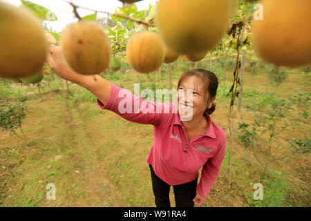 --FILE--A Chinese farmer harvests monk fruit (luo han guo) at a village in RongAn county, Liuzhou city, south Chinas Guangxi Zhuang Autonomous Region, Stock Photo