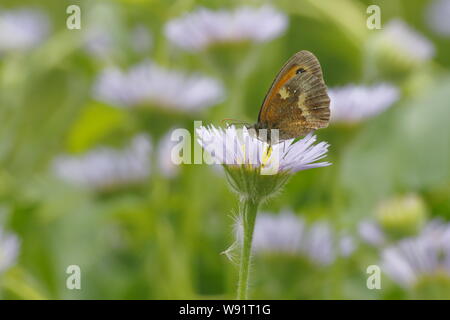 Gatekeeper Butterfly - feeding on Erigeron Daisy Pyronia tithonus Essex,UK IN001269 Stock Photo