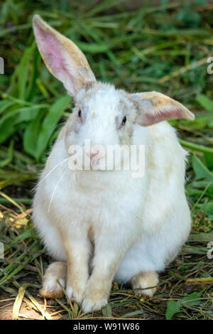 Close up of a white rabbit (Oryctolagus cuniculus) Stock Photo
