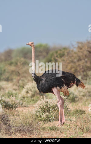 Male ostrich (Struthio camelus) Stock Photo