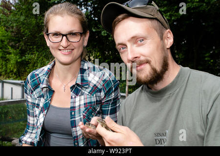 09 August 2019, Schleswig-Holstein, Kiel: The reptile breeders Inken Schmersow (l) and Patrick Pohlmann from the Gesellschaft für Freilandökologie und Naturschutzplanung mbH hold two sand lizards in their hands. The Schleswig-Holstein Foundation for Nature Conservation is currently relocating young reptile animals. Sand lizards are highly endangered. To strengthen the populations in Schleswig-Holstein, young animals released into the wild. These were previously bred in an outdoor terrarium. (to dpa 'Endangered sand lizards are released into the wild in Schleswig-Holstein') Photo: Frank Molter/ Stock Photo