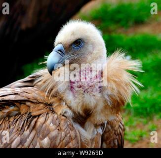 A vulture rests on a hillside after a sky burial in Sertar county, Ganzi Tibetan Autonomous Prefecture, southwest Chinas Sichuan Province, 7 July 2013 Stock Photo