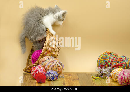 Cute fluffy cat is playing with ball of knitting. Cute kitten and ball of thread. Portrait of cute grey pretty kitten smiling curiously. Stock Photo