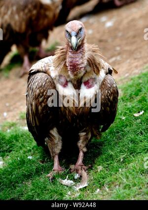 A vulture rests on a hillside after a sky burial in Sertar county, Ganzi Tibetan Autonomous Prefecture, southwest Chinas Sichuan Province, 7 July 2013 Stock Photo