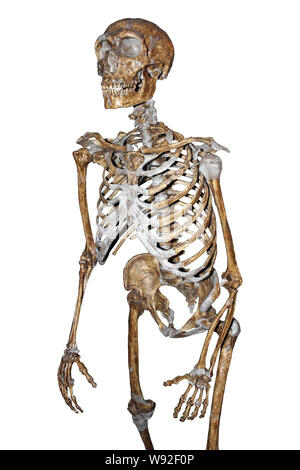 Homo neanderthalensis, Neanderthal Man skeleton Stock Photo - Alamy