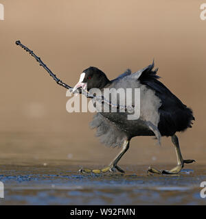 Black Coot / Eurasian Coot ( Fulica atra ) walking on ice, carrying nesting material, long stick, looks funny, wildlife, Europe. Stock Photo
