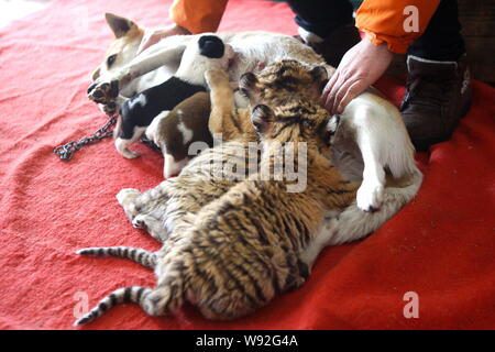 Mother dog Xiaowang breastfeeds her babies and two Siberian tiger cubs at Hangzhou Safari Park in Hangzhou city, east Chinas Zhejiang province, 22 Dec Stock Photo