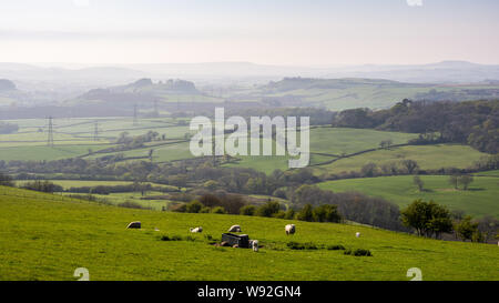 Sheep graze on pasture on the slopes of Eggardon Hill overlooking the Asker Valley, Marshwood Vale and West Dorset hills. Stock Photo