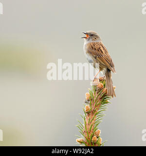 Dunnock / Heckenbraunelle ( Prunella modularis ) , songbird, perched on top of a conifer, singing in spring, courting, Europe.