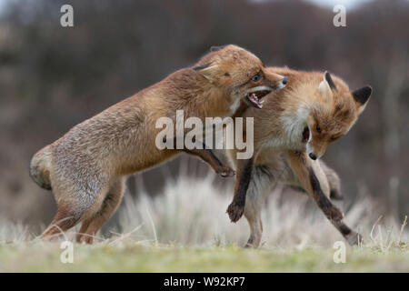 Red Foxes / Rotfuechse ( Vulpes vulpes ), two adults in agressive fight, fighting, biting each other, territorial behaviour, rutting season, wildlife, Stock Photo
