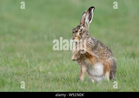 Brown Hare / European Hare / Feldhase ( Lepus europaeus ), sitting in grass, showing its front paw, giving paw, looks funny, wildlife, Europe. Stock Photo