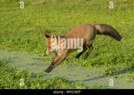 Red fox (Vulpes vulpes), Netherlands. A population of red foxes living in a sand dune ecosystem on the North Holland coast. Stock Photo