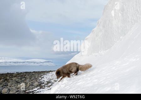 Arctic fox (Alopex lagopus). Hornstrandir, Iceland. Blue colour morph in winter coat. Photographed by camera trap. Stock Photo