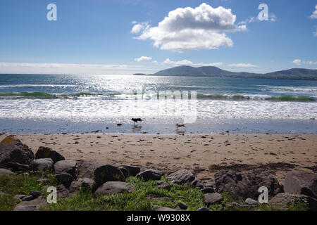 Dogs on Beach in Waterville, Ireland Stock Photo
