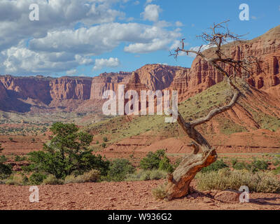 Capitol Reef National Park, Utah, EE.UU. - September, 4 - 2015: Lonely tree in a huge valley of the national park with cliffs in the background Stock Photo