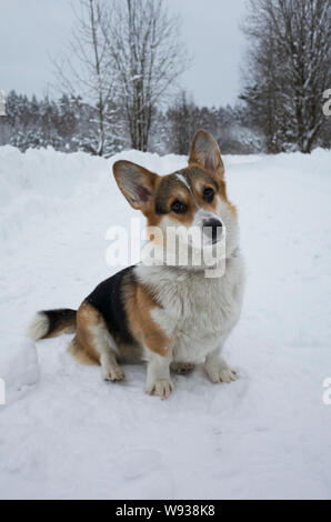 Welsh corgi pembroke dog in the winter woods, snow, freezing cold, Russia, Priozersk Stock Photo