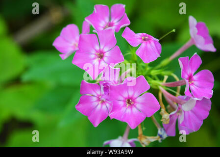 Bright and juicy flowers, bright purple phlox with a white edging on a green leafy background. Stock Photo