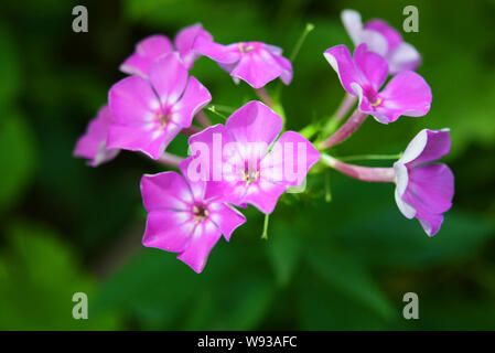 Bright and juicy flowers, bright purple phlox with a white edging on a green leafy background. Stock Photo