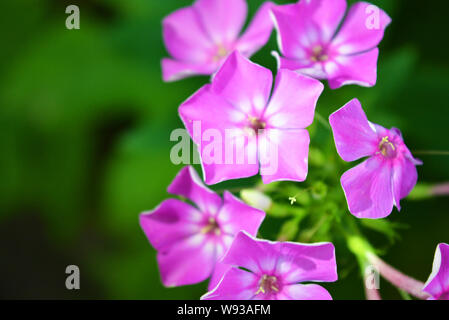 Bright and juicy flowers, bright purple phlox with a white edging on a green leafy background. Stock Photo