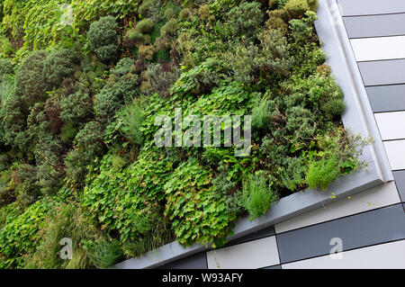plants growing on living wall, norwich, norfolk, england Stock Photo
