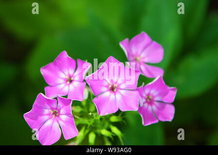 Bright and juicy flowers, bright purple phlox with a white edging on a green leafy background. Stock Photo