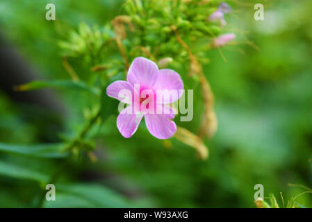 Bright and juicy flowers, bright purple phlox with a white edging on a green leafy background. Stock Photo