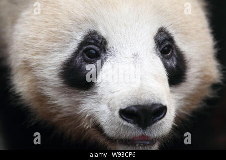 The fur of the black eye circles of Chengxiao one of the giant panda twins from Sichuan province turns white due to mites at the Hangzhou Zoo in Han Stock Photo