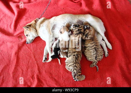 Mother dog Xiaowang breastfeeds her babies and two Siberian tiger cubs at Hangzhou Safari Park in Hangzhou city, east Chinas Zhejiang province, 22 Dec Stock Photo