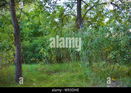 Beautiful natural nature, deciduous forest, forest belt with trees, different plants, wild grass and weeds in the evening. Stock Photo