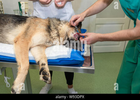 Large dog under anesthesia in veterinarian clinic Stock Photo