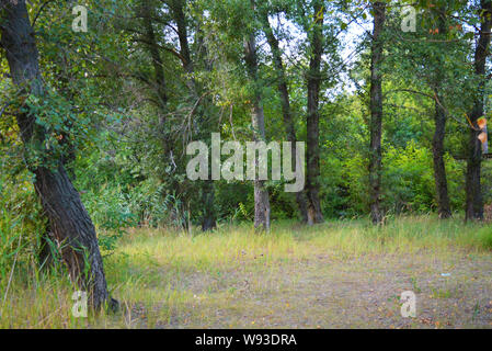 Beautiful natural nature, deciduous forest, forest belt with trees, different plants, wild grass and weeds in the evening. Stock Photo