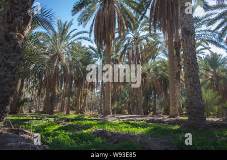 Palm plantation in Nefta oasis, Tunisia. The date palm trees growing in Sahara Desert in oasis Stock Photo