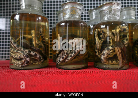 --FILE--Jars of snake wine are seen in Zisiqiao Village, Huzhou city, east Chinas Zhejiang province, 22 February 2013.   Nestled in the heart of a vas Stock Photo