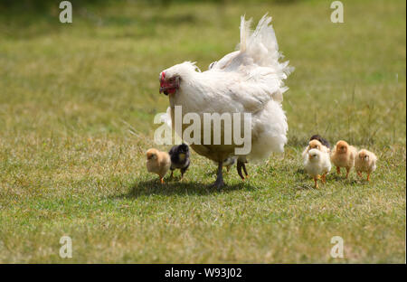 White mother hen with cute new born chicks Stock Photo