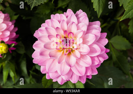 Beautiful pink dahlia Karma Prospero flower in summer garden Stock Photo