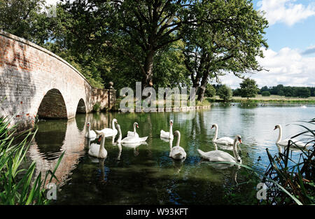 Swans on Lake with Bridge Stock Photo