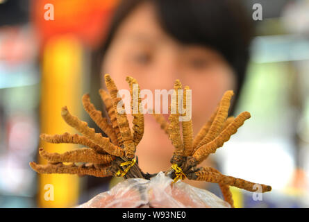 --FILE--A Chinese clerk shows parasitic fungus, Cordyceps sinensis, from Tibet at a store in Yiwu city, east Chinas Zhejiang province, 30 July 2013. Stock Photo
