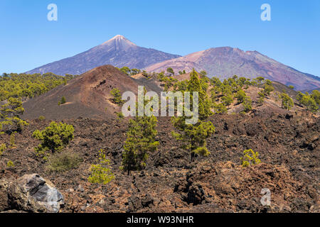 Pinus canariensis, Canarian pines growing in the solidified lava fields with the volcano of Teide behind, Tenerife, Canary Islands, Spain Stock Photo