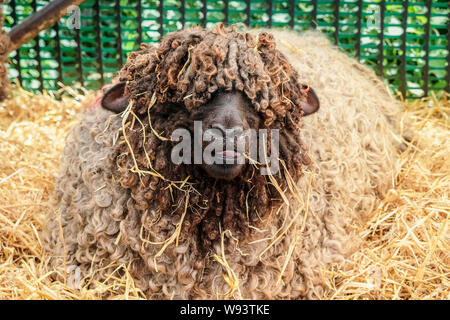 Coloured Lincoln Longwool Sheep. Classified as an at-risk rare breed sheep. Stock Photo