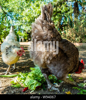 Low angle looking up at 2 chickens feeding Stock Photo